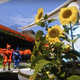 Sunflowers blossom at The Tower as players take a break from the game.